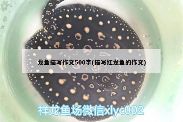 观察红龙鱼的作文400字：观察红龙鱼 红龙鱼百科 第5张