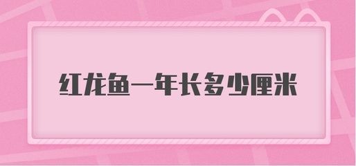 红龙鱼几年算成年鱼体长有多少：红龙鱼成年标准 红龙鱼百科 第4张