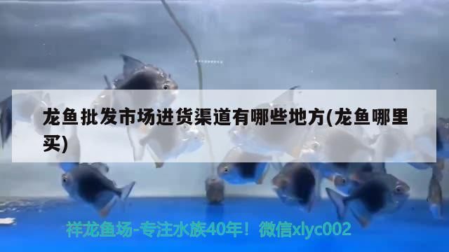 龙鱼批发市场进货渠道在哪：在龙鱼批发市场寻找进货渠道是创业者必须面对的挑战