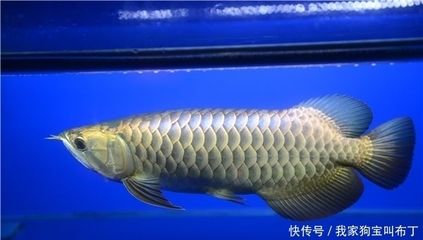 养龙鱼的鱼缸怎么清洁：养龙鱼的注意事项 鱼缸百科 第4张