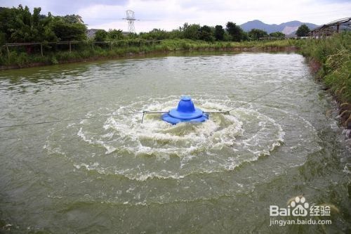 如何提高鱼缸内溶氧量：如何提高鱼缸溶氧量 鱼缸百科 第4张