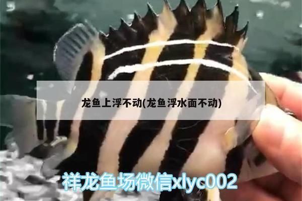 仟湖鱼缸好不好：仟湖鱼缸与其他品牌的比较仟湖鱼缸适合养什么鱼类