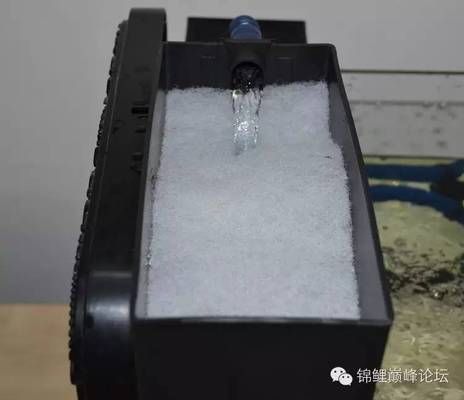 金龙鱼公母怎么区分：如何区分金龙鱼的公母 水族问答 第2张