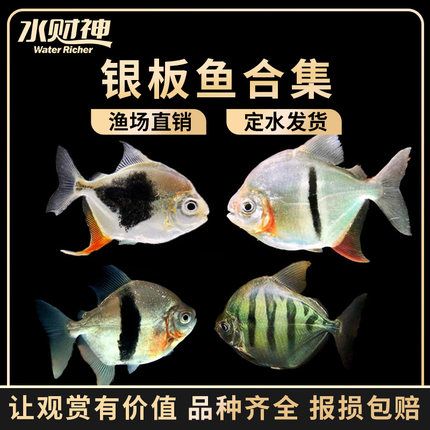 金龙鱼攻击性强：金龙鱼攻击性强吗 水族问答 第2张