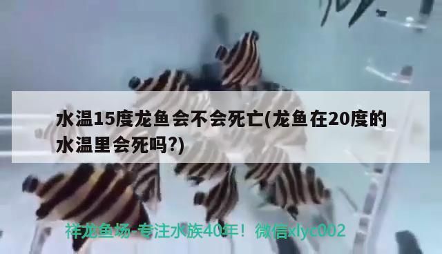 龙鱼水温15度能活吗？：龙鱼在15度的水温下难以维持健康，龙鱼低温应急处理措施 龙鱼百科 第2张