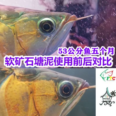 红龙鱼发色期微量元素补充：红龙鱼发色期饲养者应注意以下几个方面的营养补充 龙鱼百科 第1张