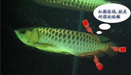 龙鱼竖着游怎么办：龙鱼在水族箱中竖着游可能是一种异常行为，可能是一种异常行为 龙鱼百科 第2张