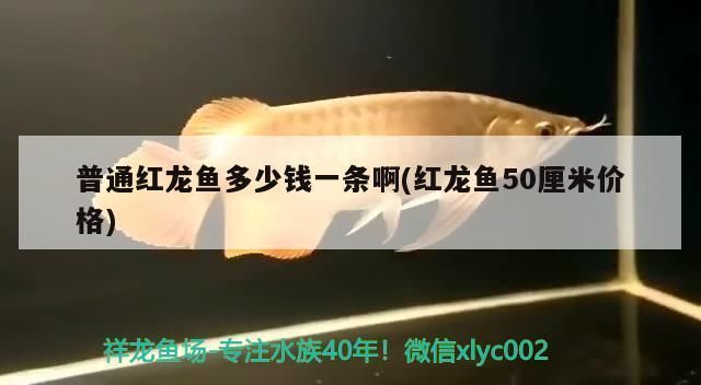 战车红龙鱼多少钱一条啊：战车红龙鱼价格因品种、大小、品相等因素有所不同 红龙鱼百科 第2张