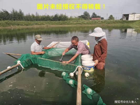 双线侧鱼特殊时期护理方法：双线侧鱼冬季喂食技巧,双线侧鱼病害预防措施 龙鱼百科 第2张