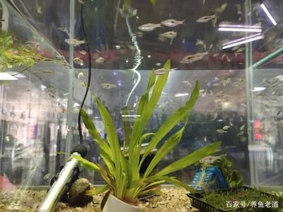 金龙鱼股评：金龙鱼投资前景如何？ 水族问答