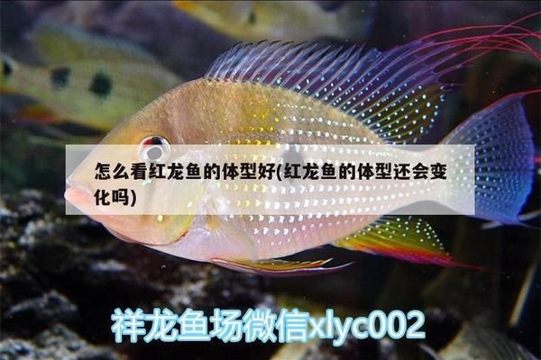 怎么看红龙鱼的体型好不好看：如何判断红龙鱼体型好不好看 红龙鱼百科 第3张