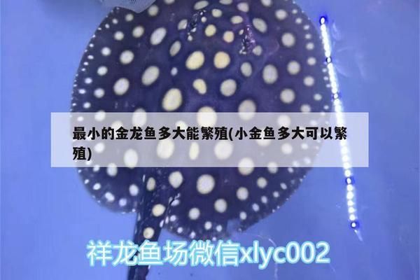 龙鱼可以长到多大才能繁殖：龙鱼的繁殖成熟和生长周期 龙鱼百科 第2张