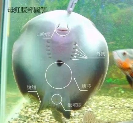 金龙鱼挂画怎么挂好看：金龙鱼挂画怎么挂好看？ 水族问答 第2张