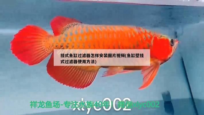 鱼缸壁挂式过滤器应该安装在什么位置：鱼缸壁挂式过滤器与鱼缸协调搭配方案,鱼缸美观布局设计技巧 鱼缸百科 第2张