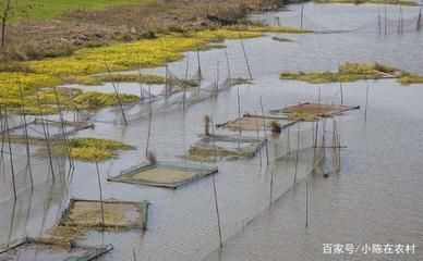 金龙鱼挂面的热量高吗：金龙鱼挂面是高热量食品吗？ 水族问答 第2张