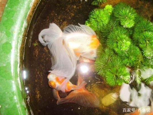 鱼缸消毒的最佳实践方法：鱼缸消毒后如何快速恢复生态高锰酸钾消毒对鱼的影响 鱼缸百科 第4张