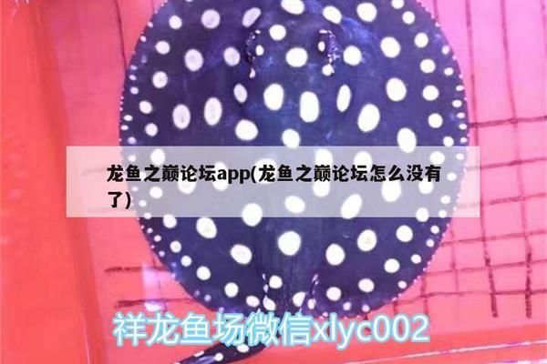 龙鱼之巅app改名：龙鱼之巅app改名“龙巅鱼邻”，龙巅鱼邻用户评价汇总 龙鱼百科 第4张