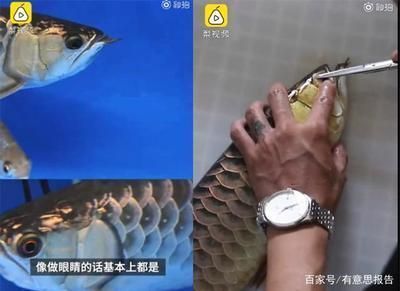 金龙鱼观赏鱼：金龙鱼的饲养注意事项 水族问答 第2张