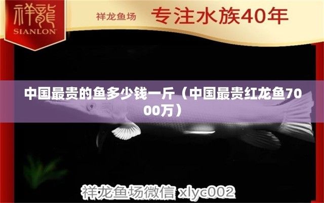 中国最贵红龙鱼7000万：一只价值7000万的淡水鱼