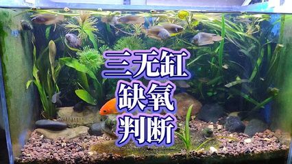 鱼缸里的秘密：鱼缸在不同文化中的象征意义 鱼缸百科 第4张