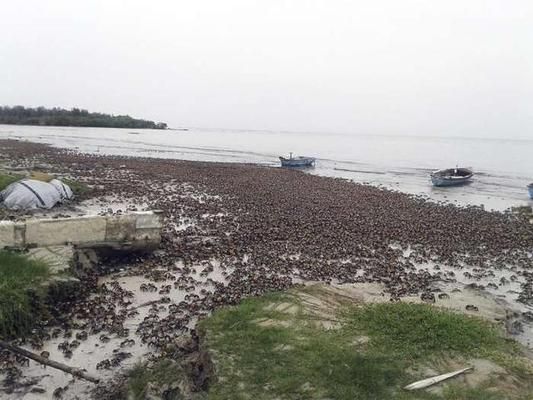 金龙鱼广告2000：为什么选择金龙鱼食用油 水族问答 第1张