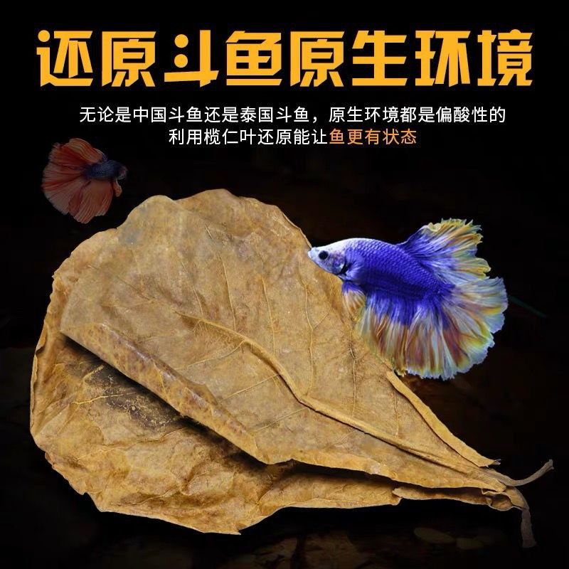 鱼缸橄榄叶用量多少：关于鱼缸橄榄叶的使用 鱼缸百科 第5张