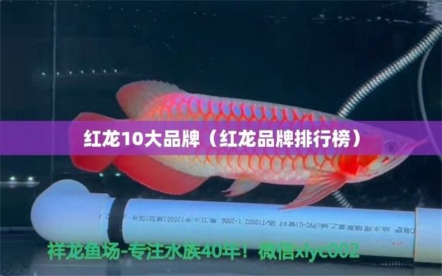 红龙鱼品牌等级排名图：品红龙鱼品牌等级排名图 红龙鱼百科 第4张