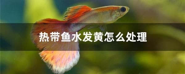 金龙鱼广告营销：金龙鱼食用油的营养价值如何？ 水族问答 第1张