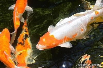 金龙鱼规格型号对照表：金龙鱼的规格型号对照表 水族问答 第2张