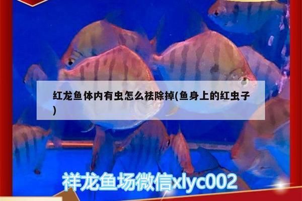 红龙鱼体内有虫怎么祛除：红龙鱼体内寄生虫怎么办