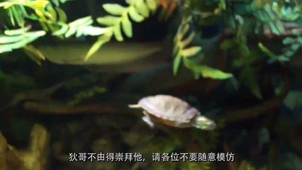 红龙鱼与什么龟混养最好：几种适合与红龙鱼混养的龟类及其混养细节