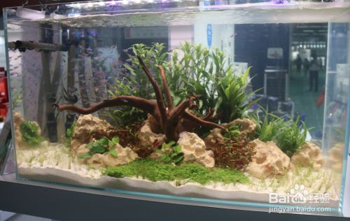 如何选择鱼缸照明设备：水族箱植物光照需求指南鱼缸照明设备维护技巧 鱼缸百科 第3张