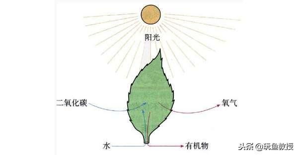 鱼缸光照对金鱼健康的影响：金鱼最佳光照时间和强度，如何选择鱼缸照明设备 鱼缸百科 第4张