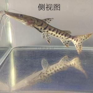 金龙鱼国标：关于金龙鱼国标的问题 水族问答 第2张