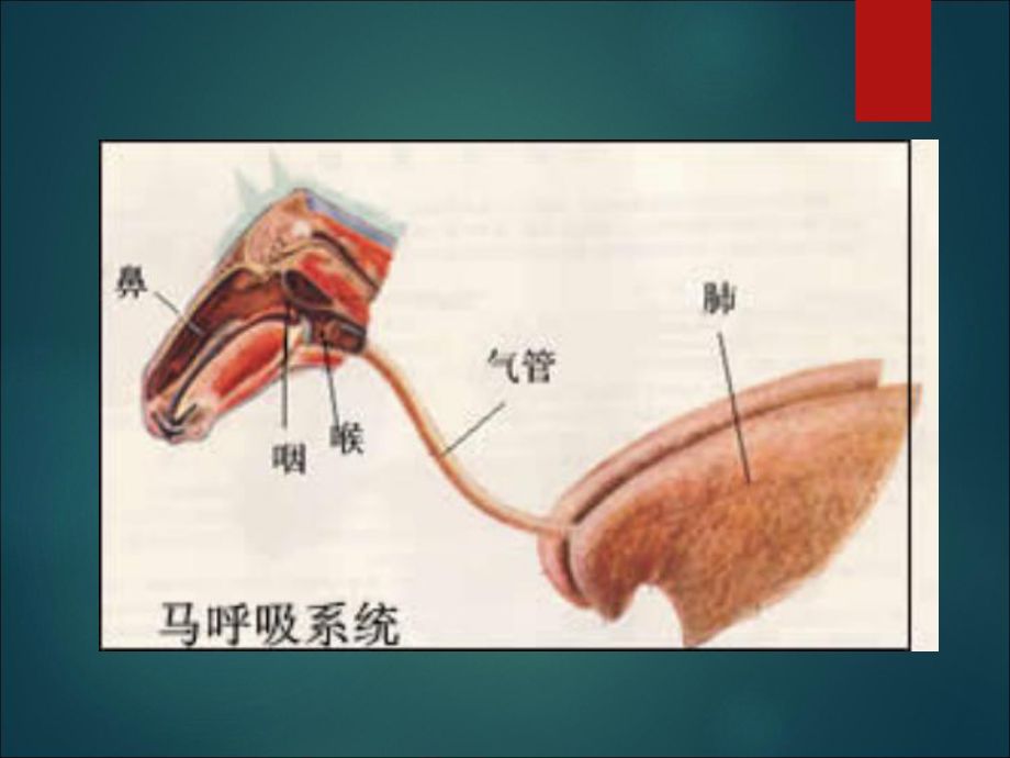 龙鱼烂鼻孔：如何判断龙鱼烂鼻孔的严重程度 龙鱼百科 第2张