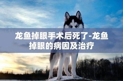 龙鱼要掉眼怎么办：龙鱼掉眼怎么办 龙鱼百科 第3张