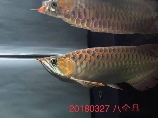 给龙鱼喂食甲鱼视频播放：如何安全地给龙鱼喂食甲鱼 龙鱼百科 第2张