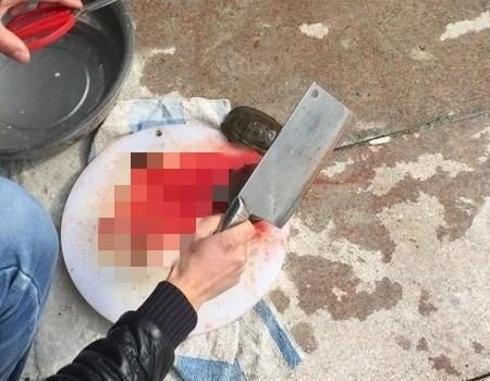 给龙鱼喂食甲鱼视频播放：如何安全地给龙鱼喂食甲鱼 龙鱼百科 第3张