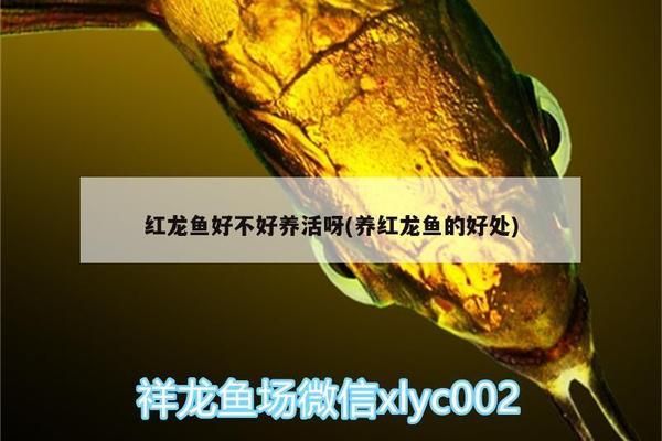 红龙鱼蓝底蓝背景可以不换吗：红龙鱼蓝底蓝背景可以不换吗蓝底蓝背景养红龙鱼的注意事项 红龙鱼百科 第5张