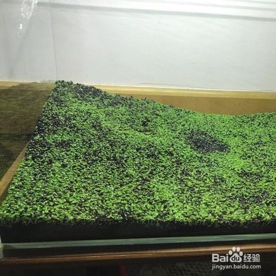 鱼缸内种植水草的技巧：适合在鱼缸中种植的几种水草种类 鱼缸百科 第5张