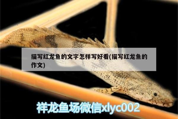 描写红龙鱼的作文300字：红龙鱼品种分类介绍，红龙鱼饲养技巧，红龙鱼繁殖过程详解 红龙鱼百科 第3张