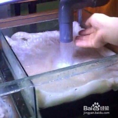 如何维护鱼缸内微生物群落：维护鱼缸内微生物群落 鱼缸百科 第5张