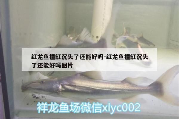 红龙鱼沉头可以调理吗：红龙鱼沉头物理固定技巧红龙鱼沉头预防措施 红龙鱼百科 第5张