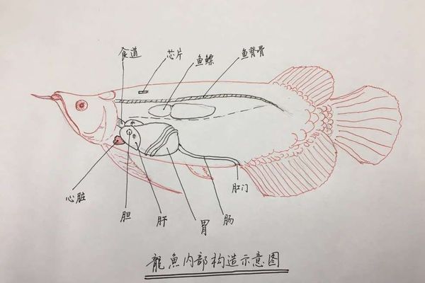 龙鱼开尾手术：关于龙鱼开尾手术的详细介绍 龙鱼百科 第5张