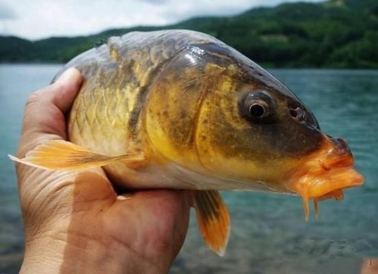 金龙鱼好养吗：关于金龙鱼的几个问题 水族问答 第1张