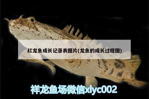 红龙鱼成长记录表怎么写：红龙鱼成长记录表 红龙鱼百科 第2张