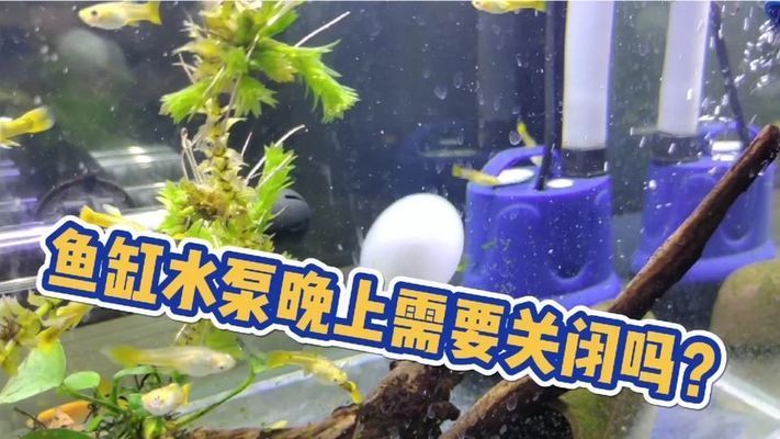 龙鱼缸水泵要一直开着吗视频讲解：夜间鱼缸氧气管理龙鱼缸水泵选型指南龙鱼缸水泵选型指南 龙鱼百科 第2张