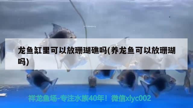 鱼缸里放珊瑚礁好吗：珊瑚礁对于水质和观赏性都有一定的影响 鱼缸百科 第2张