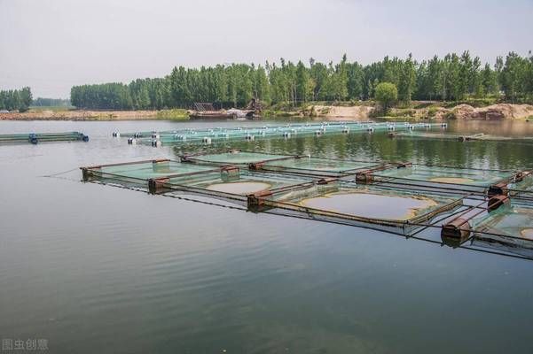 降低鱼缸氨氮浓度的有效方法：如何降低鱼缸氨氮浓度 鱼缸百科 第4张