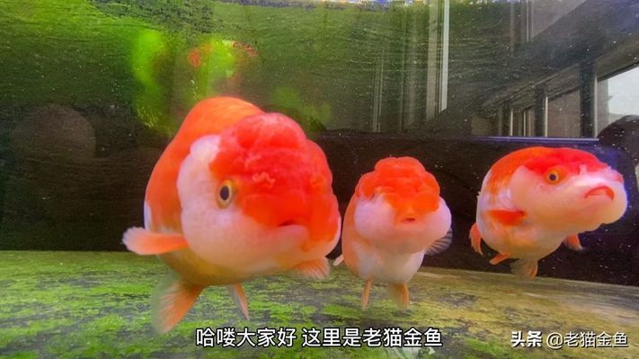 金龙鱼和鲁花的关系是什么：金龙鱼和鲁花在品牌定位上有什么不同？ 水族问答 第2张